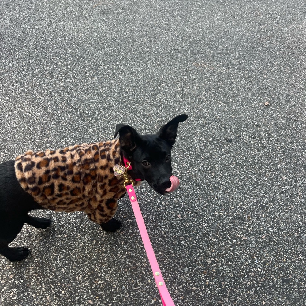 Leopard Print Dog Coat